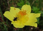 10 Pulsatilla alpima sulphurea (Anemone sulfureo)